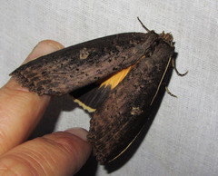 Baradesa lithosioides