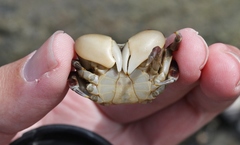 Cyclograpsus granulosus