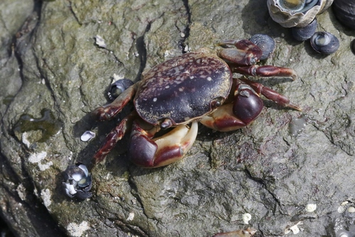 Purple Mottled Shore Crab