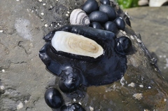 Scutus antipodes