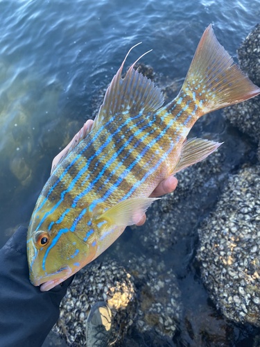 Chinamanfish (Symphorus nematophorus) — Lutjanidae — 2