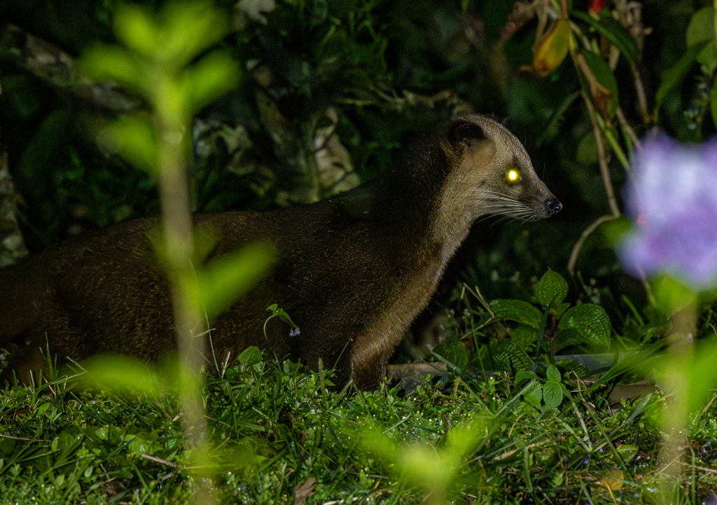 Masked Palm Civet
