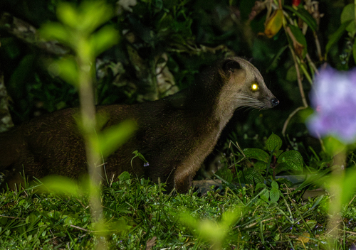 Masked Palm Civet