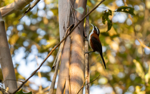 Sunda Scimitar Babbler (Pomatorhinus bornensis), photo 6