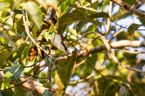 Sunda Scimitar Babbler (Pomatorhinus bornensis), photo 6