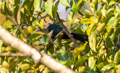 Black-bellied Malkoha (Phaenicophaeus diardi), photo 9