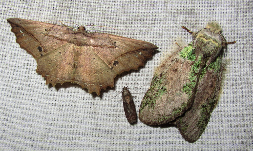 Menophra torridaria