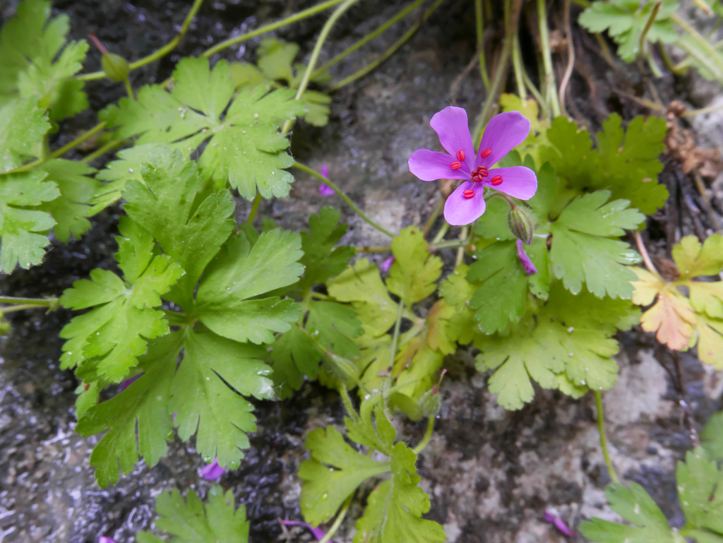 Geranium cataractarum