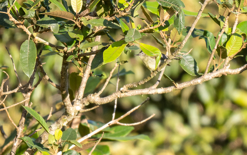 Pygmy Heleia (Heleia squamifrons), photo 3