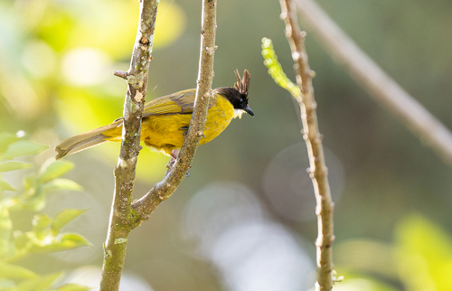 Bornean Bulbul (Rubigula montis), photo 6