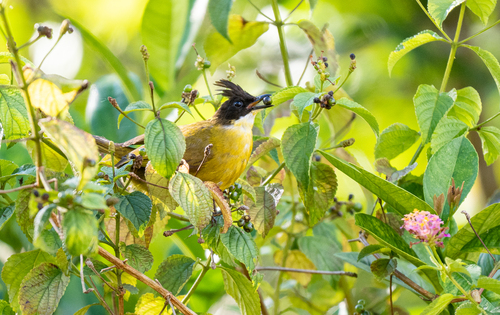 Bornean Bulbul (Rubigula montis), photo 7