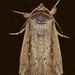 Unknown Wainscot - Photo (c) Monica Krancevic, some rights reserved (CC BY-NC)