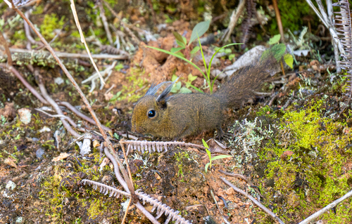 Tufted Pygmy Squirrel