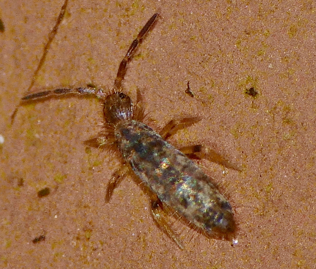 Seira brasiliana