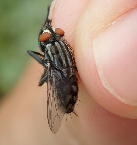 Sarcophaga tibialis