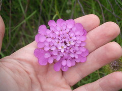 Iberis umbellata