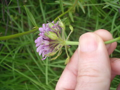 Iberis umbellata