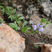 Linaria verticillata lilacina - Photo (c) Jorge Calvo Yuste, some rights reserved (CC BY-NC), uploaded by Jorge Calvo Yuste