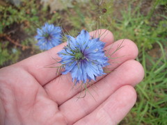 Nigella damascena