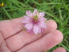 Nigella damascena