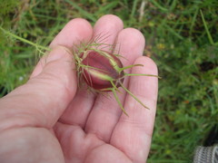 Nigella damascena
