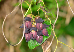 Mucuna membranacea