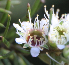 Kunzea linearis