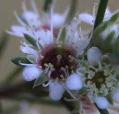 Kunzea linearis