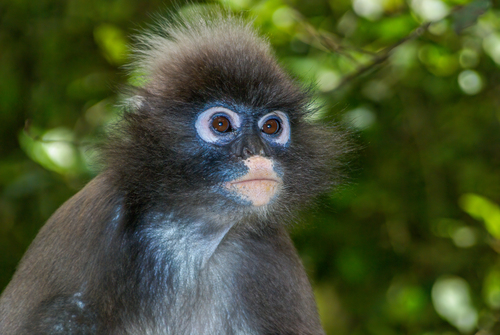 Indochinese Gray Langur (Trachypithecus crepusculus)