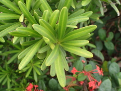 Podocarpus costalis