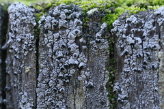 Pseudothelomma occidentale