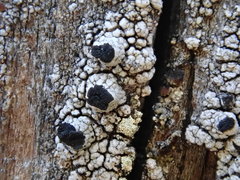 Pseudothelomma occidentale