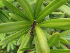 Podocarpus costalis