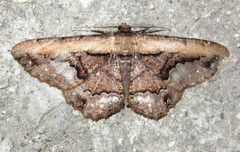 Darisa fratercula