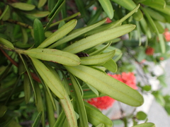 Podocarpus costalis