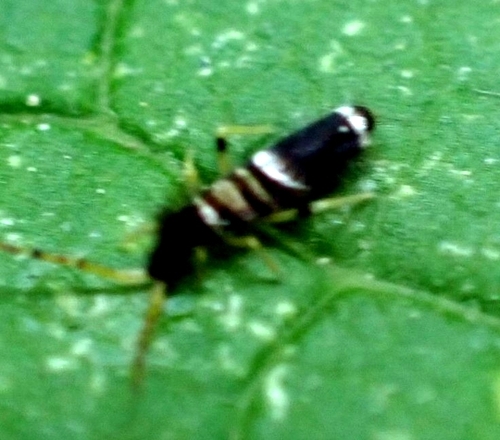 Entomobrya superba