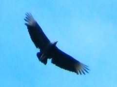 Coragyps atratus foetens