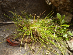 Isolepis cernua cernua