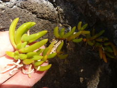 Disphyma australe australe