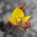 Yellow Disa - Photo (c) diggerbee, some rights reserved (CC BY-NC), uploaded by diggerbee