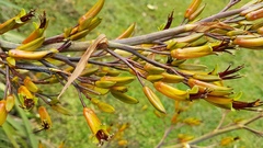 Phormium cookianum hookeri
