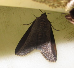 Lophoptera