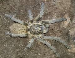 Harpactira