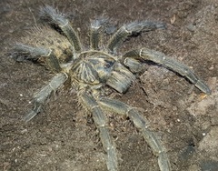 Harpactira