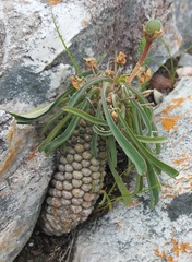 Euphorbia clava