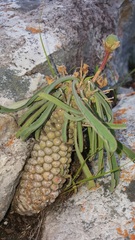 Euphorbia clava