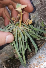 Euphorbia clava