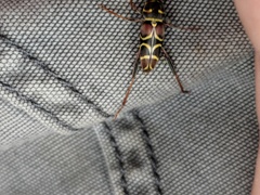 Neoclytus scutellaris