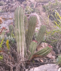 Euphorbia polygona