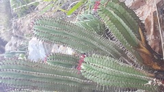 Euphorbia polygona